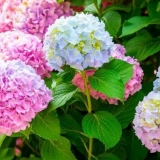 Kada presaditi hortenziju s jednog mjesta na drugo